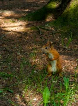 Red squirrel sitting on the ground Stock Photos