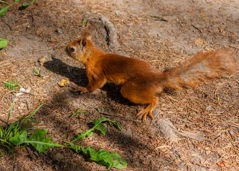 Red squirrel sitting on the ground Stock Photos