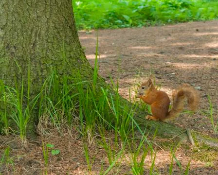 Red squirrel sitting on the ground under a tree Stock Photos