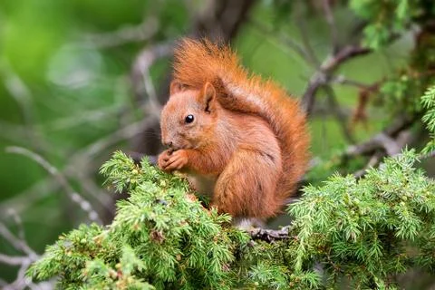 Red squirrel sitting in a juniper tree Foto stock