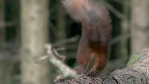 Red squirrel sitting on a log eating a hazelnut Stock Footage 267002569