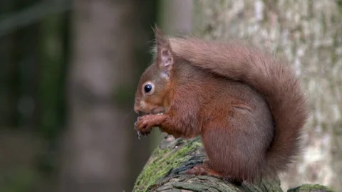 Red squirrel sitting on a log eating a hazelnut Stock Footage 267002832