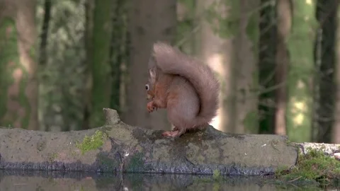 Red squirrel sitting on a log eating a hazelnut next to a pool of water Stock Footage 267003178