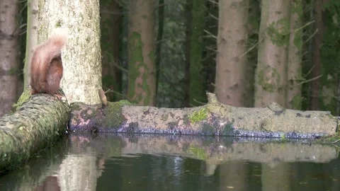 Red squirrel sitting on a log eating a hazelnut next to a pool of water Stock Footage 267003294