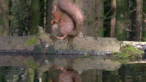 Red squirrel sitting on a log eating a hazelnut Stock Footage 267003452