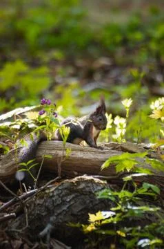 Red squirrel sitting on log in the forest Stock Photos