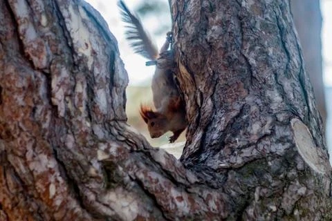 Red Squirrel sitting on a moss covered tree stump Stock Photos