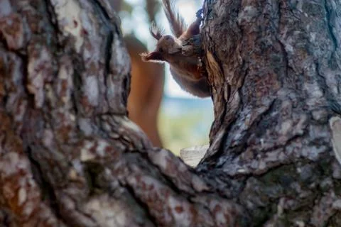 Red Squirrel sitting on a moss covered tree stump Stock Photos