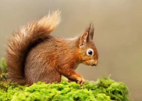 Red Squirrel sitting on a mossy log Stock Photos