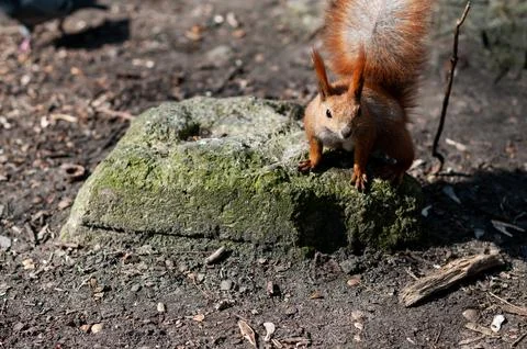 Red squirrel sitting on a mossy rock in the forest Stock Photos