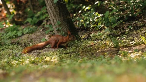 Red Squirrel Sitting Moving on the Ground next to Tree 스톡 동영상 133107858