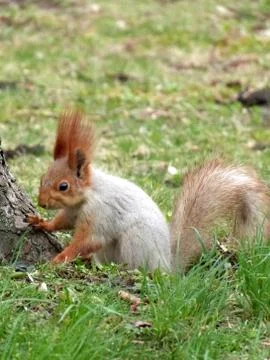 Red squirrel sitting next to a tree Stock Photos