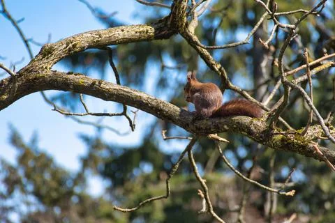 Red Squirrel sitting with nut on the branch of a tree in Zurich, Switzerland Stock Photos