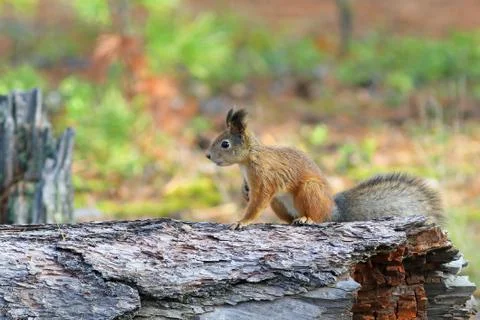 Red squirrel sitting on an old log Fotos de archivo