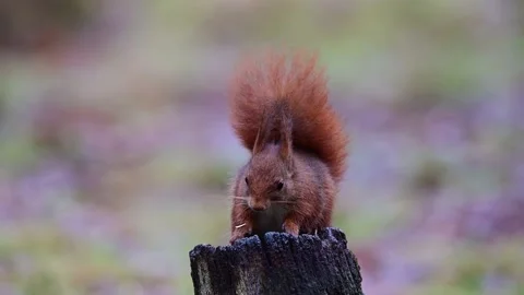 Red squirrel sitting on an old tree stump looking for hidden food Stock Footage 206065890