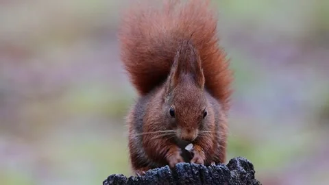 Red squirrel sitting on an old tree stump looking for hidden food Stock Footage 206066329