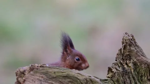 Red squirrel sitting on an old tree stump looking for hidden food Stock Footage 217370802