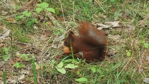 Red squirrel sitting peacefully eating nuts in grassy meadow area Stock Footage 314059663
