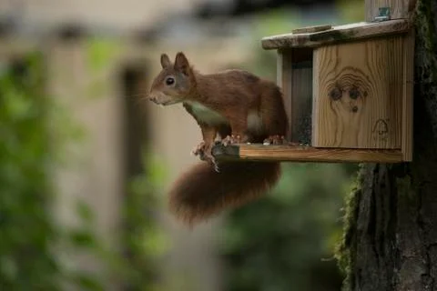 Red squirrel sitting Stock Photos