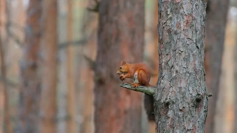 Red Squirrel Sitting on Pine Branch Eating in Forest Stock Footage 346246800