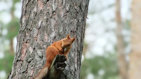 Red Squirrel Sitting On Pine Tree Trunk In Forest Stock Footage 344051232