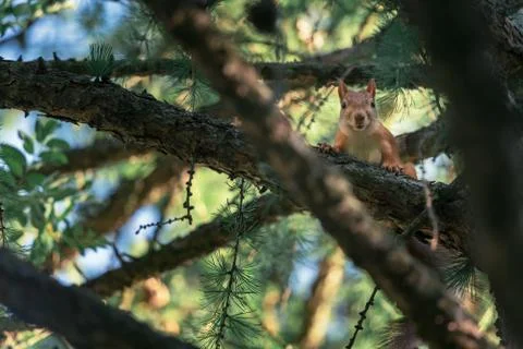 Red Squirrel Sitting On Pine Tree Branch Stock Photos