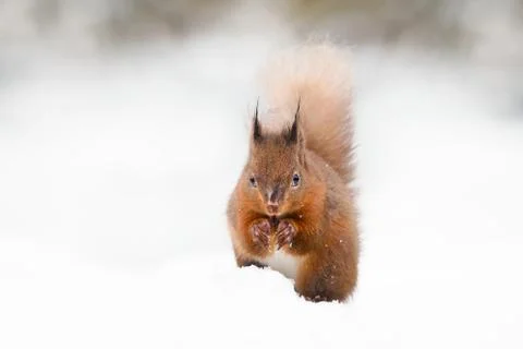 Red squirrel sitting in the snow Stock Photos