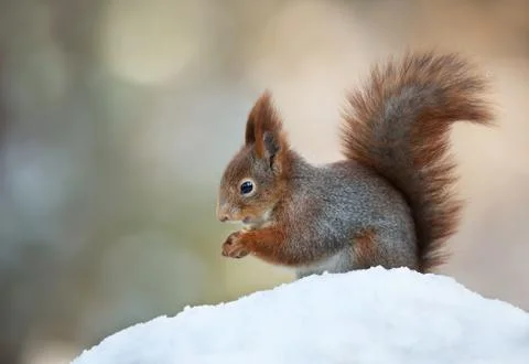 Red squirrel sitting in the snow Stock Photos