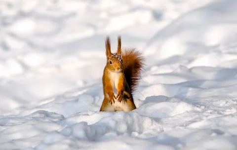 A red squirrel is sitting in the snow 写真素材