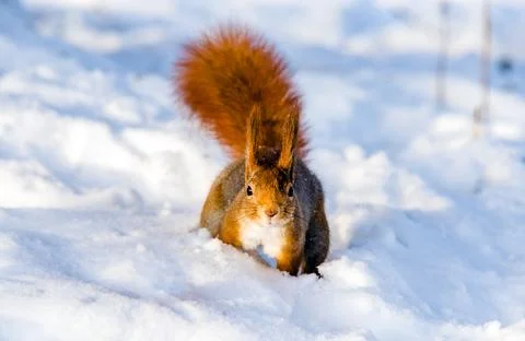 A red squirrel is sitting in the snow Stock Photos