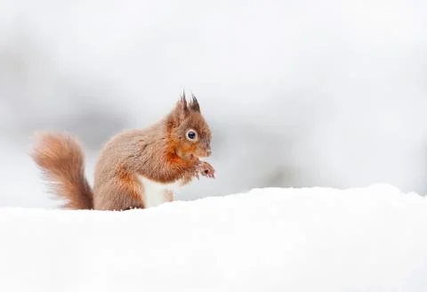 Red Squirrel sitting in the snow in winter, UK Stock Photos