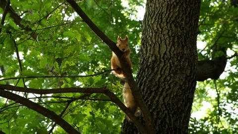Red squirrel sitting still on a tree in the park looking into the camera Video stock 158799361