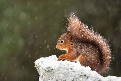 Red Squirrel sitting on a stone while snowing in winter Stock Photos