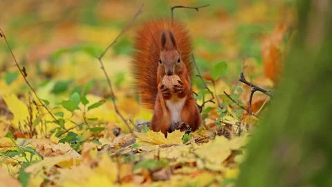 Red squirrel sitting on a stump and eats a nut, 4k video Stock Footage 287953961