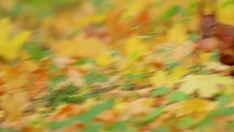 Red squirrel sitting on a stump and eats a nut, 4k video Stock Footage 288629801