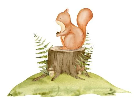Red squirrel sitting on a Stump with forest fern. Hand drawn watercolor Stock Illustration