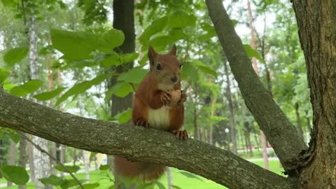 Red squirrel sitting on tree branch eating walnut in summer park 스톡 동영상 342330744
