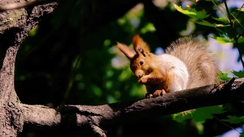 A red squirrel sitting on a tree branch and eating a nut Stock Footage 344400203