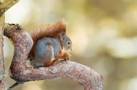 Red Squirrel sitting on a tree branch Stock Photos