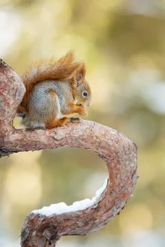 Red Squirrel sitting on a tree branch Stock Photos