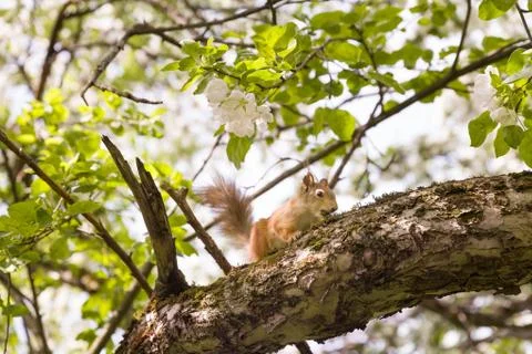 Red squirrel sitting on the tree branch on a sunnysummer day Stock Photos