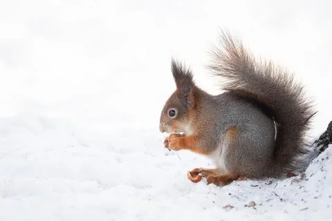 Red squirrel sitting on a tree branch in winter forest and nibbling seeds on  Stock Photos