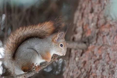 Red squirrel sitting on a tree branch in winter forest and nibbling seeds on  Stock Photos