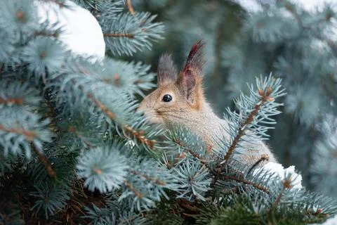 Red squirrel sitting on a tree branch in winter forest and nibbling seeds on  Stock Photos