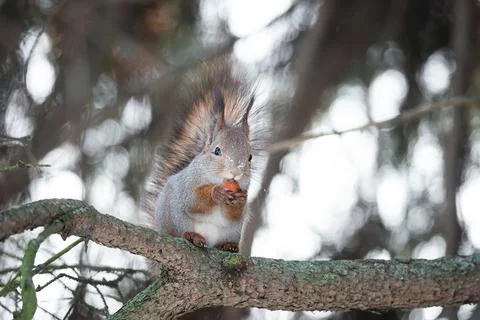 Red squirrel sitting on a tree branch in winter forest and nibbling seeds on  Stock Photos