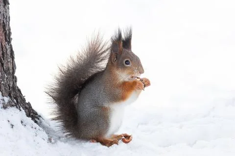 Red squirrel sitting on a tree branch in winter forest and nibbling seeds on  Stock Photos