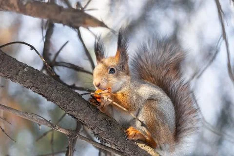 Red squirrel sitting on a tree branch in winter forest and nibbling seeds on  Stock Photos