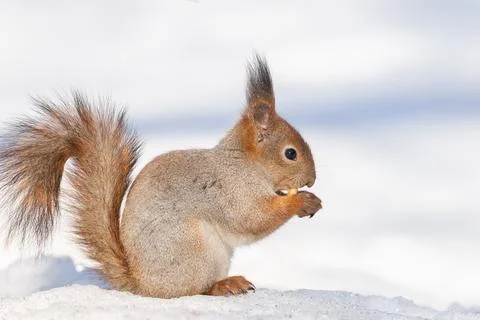 Red squirrel sitting on a tree branch in winter forest and nibbling seeds on  Stock Photos