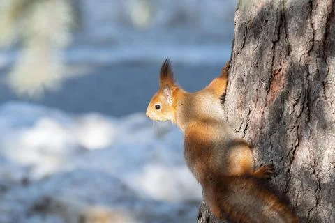 Red squirrel sitting on a tree branch in winter forest and nibbling seeds on  Stock Photos