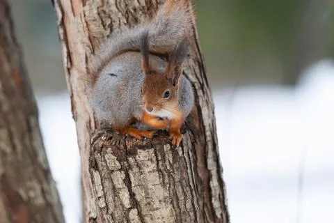 Red squirrel sitting on a tree branch in winter forest and nibbling seeds on  Stock Photos